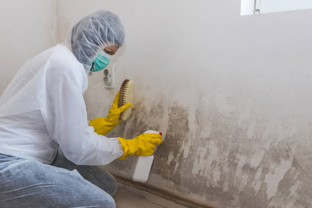Best Certified Mold Removal  in Indio, CA