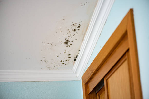 Best Commercial Mold Removal  in Indio, CA