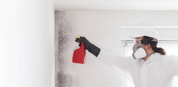 Best Attic Mold Removal  in Indio, CA