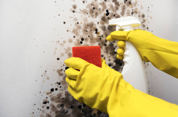 Best Same-Day Mold Removal  in Indio, CA