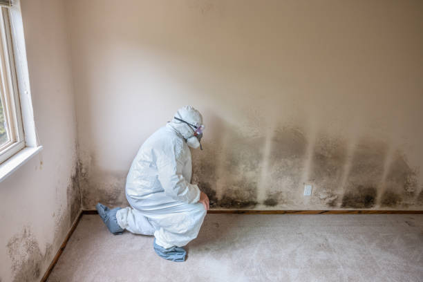 Best Commercial Mold Removal  in Indio, CA