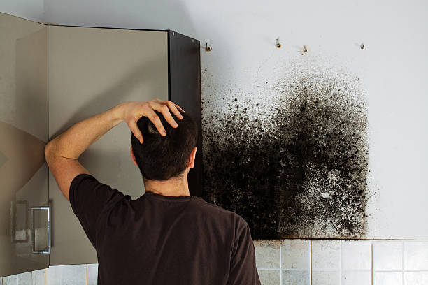 Attic Mold Removal in Indio, CA